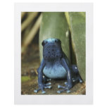 Blue Poison Dart Frog flyers