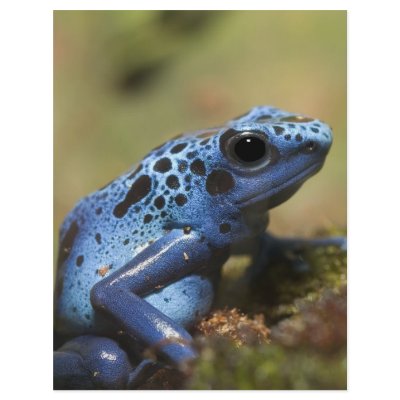 Blue Poison Dart Frog Flyers by KenKPhoto