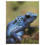 Blue Poison Dart Frog flyers