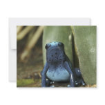 Blue Poison Dart Frog