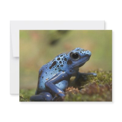 Blue Poison Dart Frog Personalized Announcements by KenKPhoto