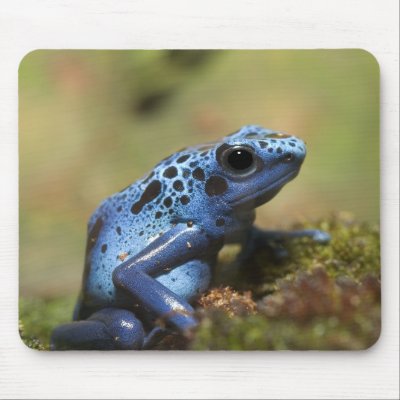 Blue Poison Dart Frog Mousepad by KenKPhoto