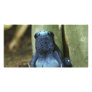 Blue Poison Dart Frog