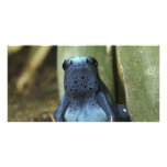 Blue Poison Dart Frog photo cards
