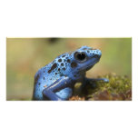 Blue Poison Dart Frog photo cards