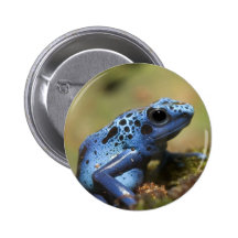 Blue Poison Dart Frog Pins