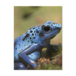 Blue Poison Dart Frog Postcards