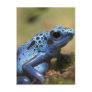 Blue Poison Dart Frog Postcards