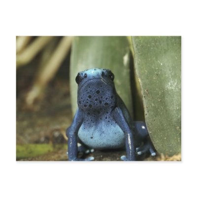 Blue Poison Dart Frog by KenKPhoto
