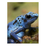 Blue Poison Dart Frog Postcards