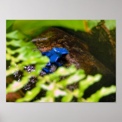 Blue Poison Dart Frog by almedic104
