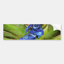 Blue Poison Dart Frogs In Leaf 1 Bumper Stickers