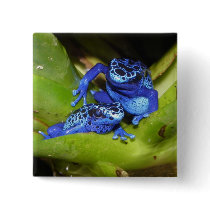 Blue Poison Dart Frogs In Leaf 1 Pinback Buttons