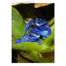 Blue Poison Dart Frogs In Leaf 1 Greeting Cards
