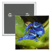 Blue Poison Dart Frogs In Leaf 1 Pinback Buttons