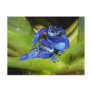 Blue Poison Dart Frogs In Leaf 1 Post Cards