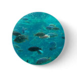 Blue pool of cichlids swimming around design