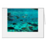 Blue pool of cichlids swimming around design