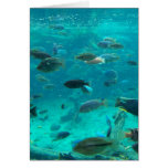 Blue pool of cichlids swimming around design