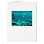Blue pool of cichlids swimming around design