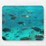 Blue pool of cichlids swimming around design