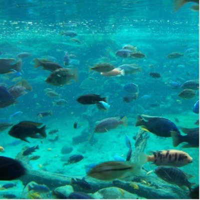 Blue pool of cichlids swimming around design by SusansZooCrew