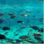 Blue pool of cichlids swimming around design