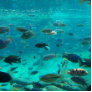 Blue pool of cichlids swimming around design