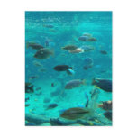 Blue pool of cichlids swimming around design