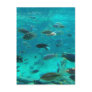 Blue pool of cichlids swimming around design