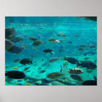 Blue pool of cichlids swimming around design