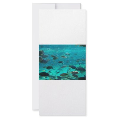 Blue pool of cichlids swimming around design by SusansZooCrew