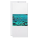 Blue pool of cichlids swimming around design