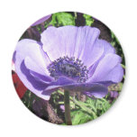 Blue Poppy Flower Refrigerator Magnets