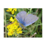 blue post card