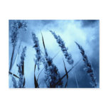 Blue postcards