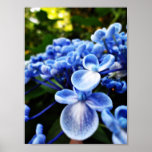 Blue posters