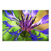 Blue Purple Flower Photo Print