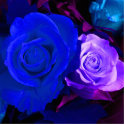 Blue Purple Rose Photo Sculpture photo sculptures