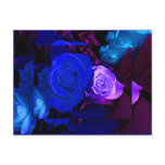 Blue Purple Rose