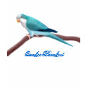 Blue Quaker Parakeet Ladies Babydoll t-shirts