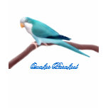Blue Quaker Parakeet Ladies Babydoll t-shirts