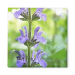 Blue Queen Salvia Flowers Magnet