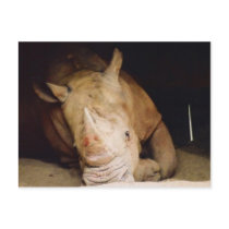 blue rhino post card