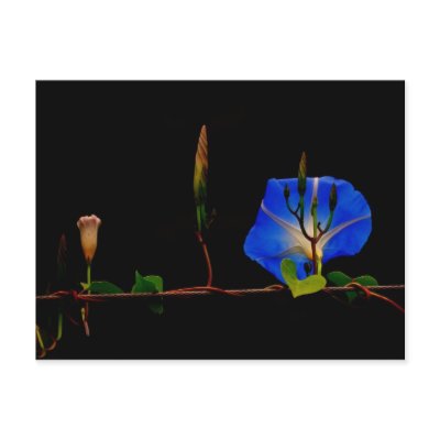 blue rning glory postcards by limelife