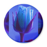 Blue Rose Delight Magnet I  - Customisable