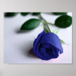 Blue Rose - Poster posters