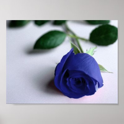 Blue Rose - Poster by SorayaShanCollection