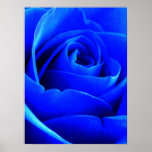 Blue Rose Print