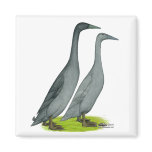 Blue Runner Ducks
